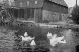 tuerkgut_3
